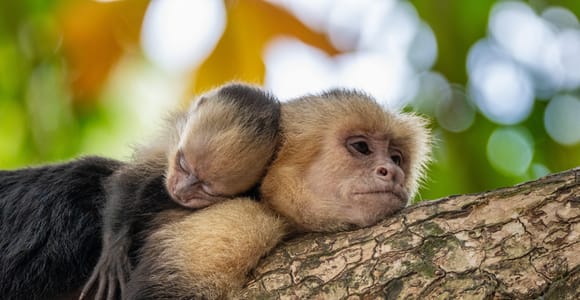 Manuel Antonio: National Park & Damas Island Guided Tour