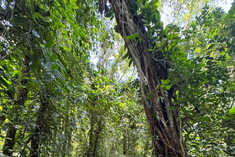 Sensory Botanical Experience in Paraty