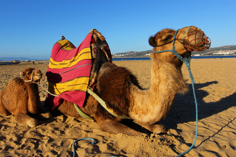 Tour privato di Tangeri + Giro in cammello + opzione extra: Pranzo marocchino