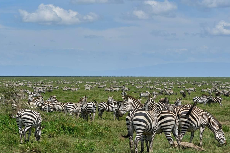 Safári de luxo de 4 dias pela natureza e vida selvagem