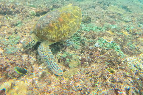 Bali/Nusa Penida: Private Snorkeling With Guide & West Tour Transfer from Sanur Area