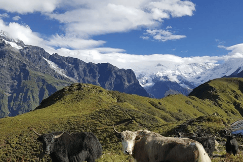 Kathmandu: 5-Day Mardi Himal Trek with Guide and Flights