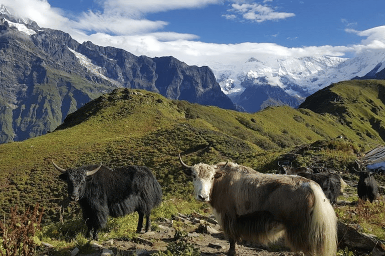 Kathmandu: 5-Day Mardi Himal Trek with Guide and Flights