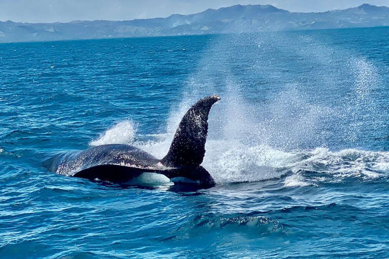 Punta Cana: Samaná, Cayo and Limon Waterfall + Whale Watch Samaná Cayo Levantado and Waterfall - Whale Watching