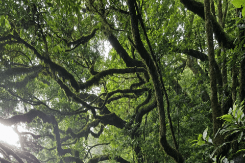 Ribeira Brava: West Madeira Tour with Fanal Forest & Pools
