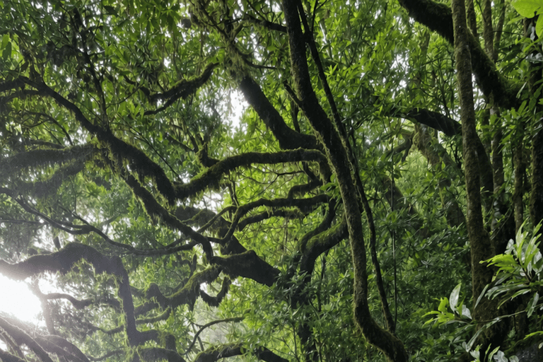 Ribeira Brava: West Madeira Tour with Fanal Forest & Pools
