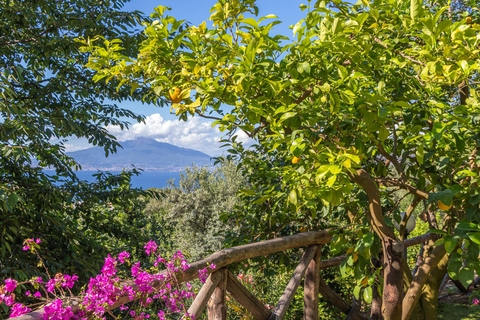 SORRENTO: Vinprovning med utsikt över havet i en citronlund