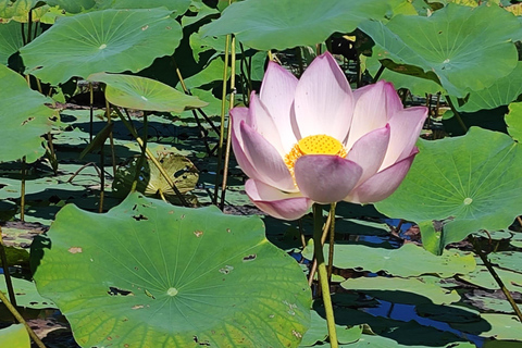 Siem Reap Social Tours: Apopo Hero Rats & Lotus Silk Farm Siem Reap : APOPO les rats héros & Ferme de Lotus