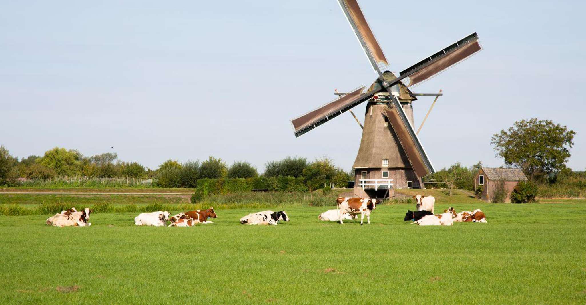 Amsterdam: Zaanse Schans, Cheese Tasting & Volendam Tour photo 14