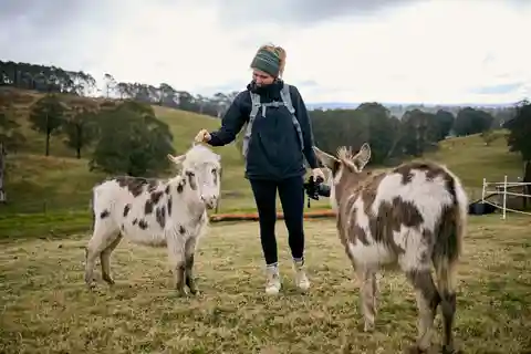 Oberon: Kenzell Farm Tour – A Hands-On Animal Adventure!