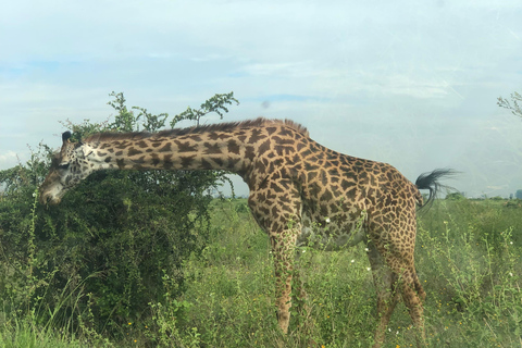 Nairobi Park, olifantenopvangcentrum en giraffencentrum tourZonder toegangsbewijs
