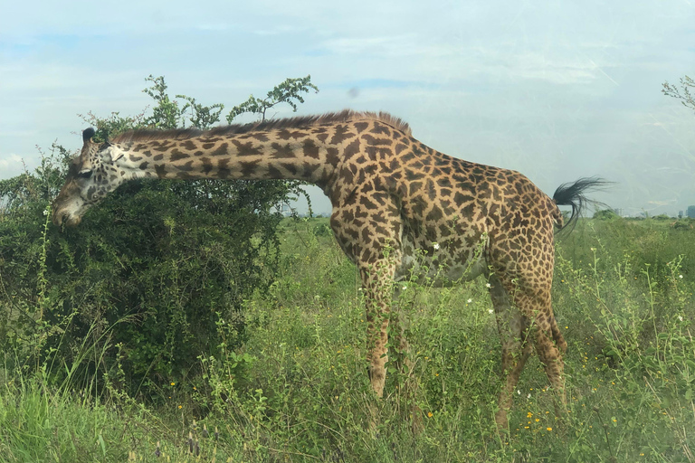 Nairobi Park, olifantenopvangcentrum en giraffencentrum tourZonder toegangsbewijs