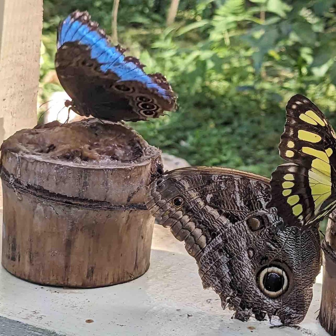 Colagem de mídia