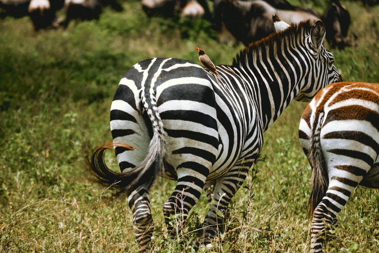 From Arusha: 6-Day Tanzania Magic Safari