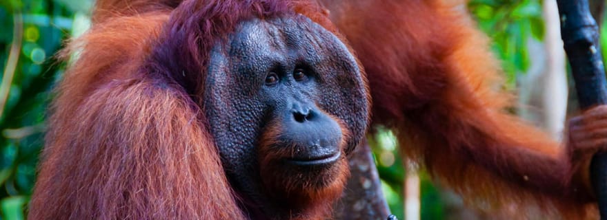 Sumatra : randonnée guidée dans la jungle des orangs-outans et rafting en privé