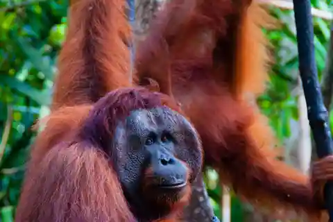 Sumatra: Excursión Privada Guiada por la Selva de los Orangutanes y Rafting