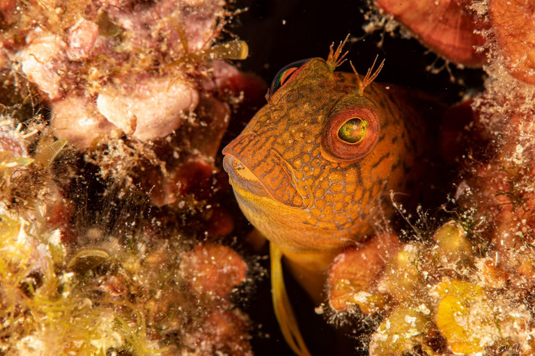 Porto-Vecchio: beginner diving in the Cerbicale Islands in the reserve