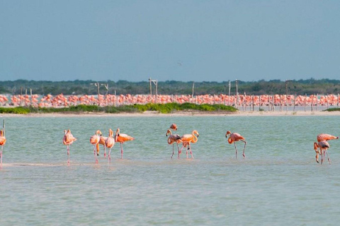 From Merida: Sightseeing tour to Celestún, Flamenco Route, Mangroves, and Estuary From Merida: Tour to Celestun, Flamenco Route, Mangroves, and Estuary