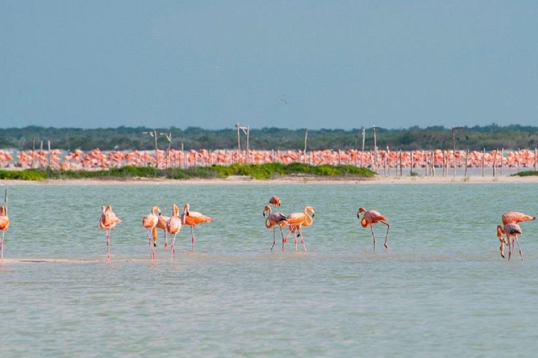 From Merida: Sightseeing tour to Celestún, Flamenco Route, Mangroves, and Estuary From Merida: Tour to Celestun, Flamenco Route, Mangroves, and Estuary