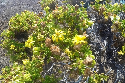 Excursão de dia inteiro para Punta Cormorant e Enderby Islet na Ilha Floreana Galápagos