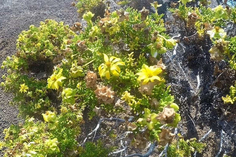 Excursão de dia inteiro para Punta Cormorant e Enderby Islet na Ilha Floreana Galápagos