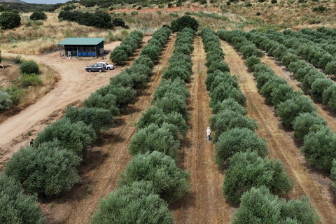 Toledo: Olive Oil Mill Tour & Tasting 4 EVOO Casas de Hualdo