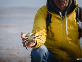 Sylt: Guided Mudflat Hike on the Island