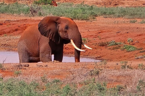 Tsavo East National Park Day Trip with Lunch