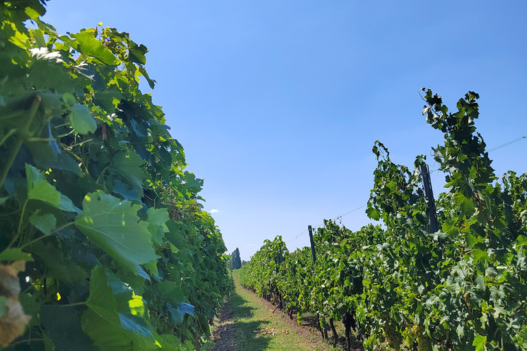 Subotica & Zvonko Bogdan winery