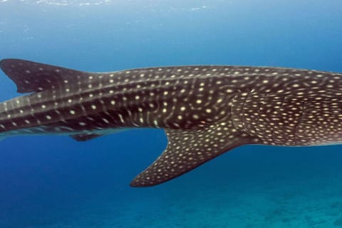 Whale Shark: Swim with the World's Largest Fish