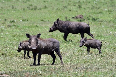 Safári de 4 dias no Parque Nacional Masaai Mara e Lake Nakuru