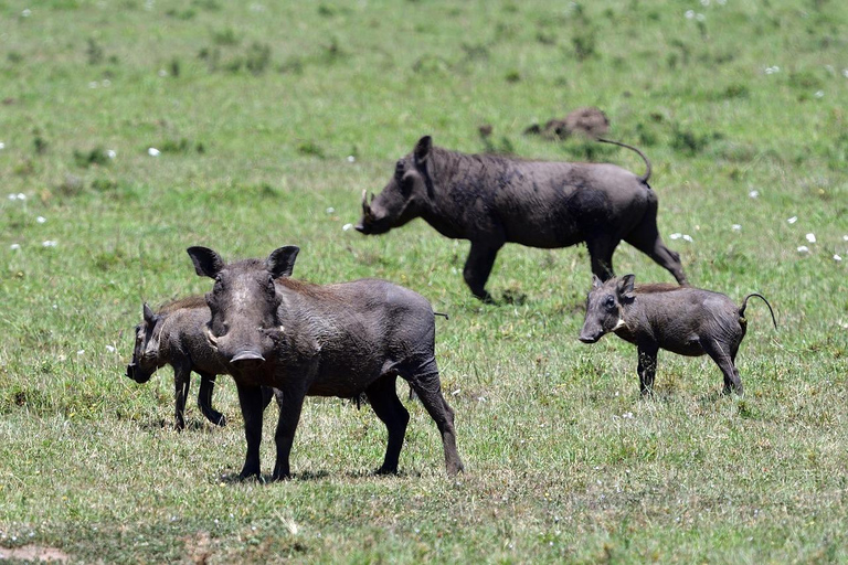 Safari di 4 giorni nel Masaai Mara e nel Parco Nazionale del Lago Nakuru