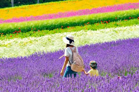 2026年富良野市の花畑＆祭りベストツアー - 無料キャンセル
