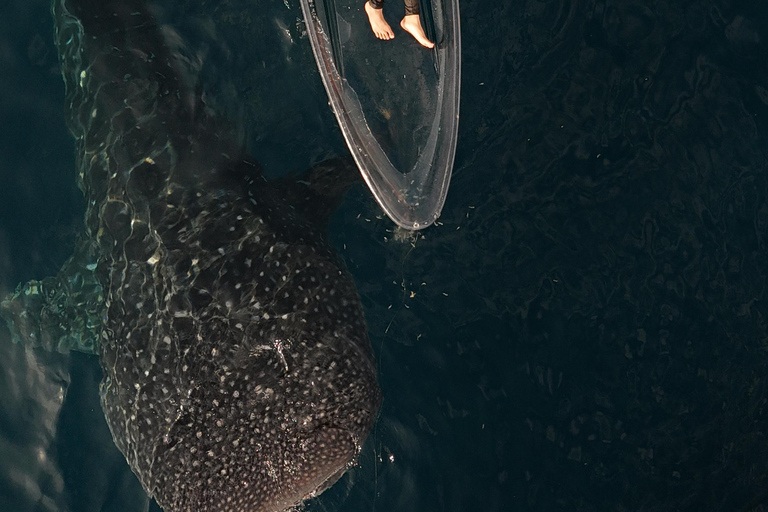 Explore Sumbawa: Whale Shark One Day Tour Package in Sumbawa