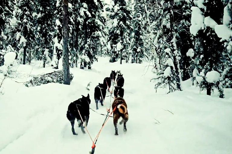 Levi: 1.5 km Thrilling Husky Sled Ride 1.5 km Thrilling Husky Sled Ride