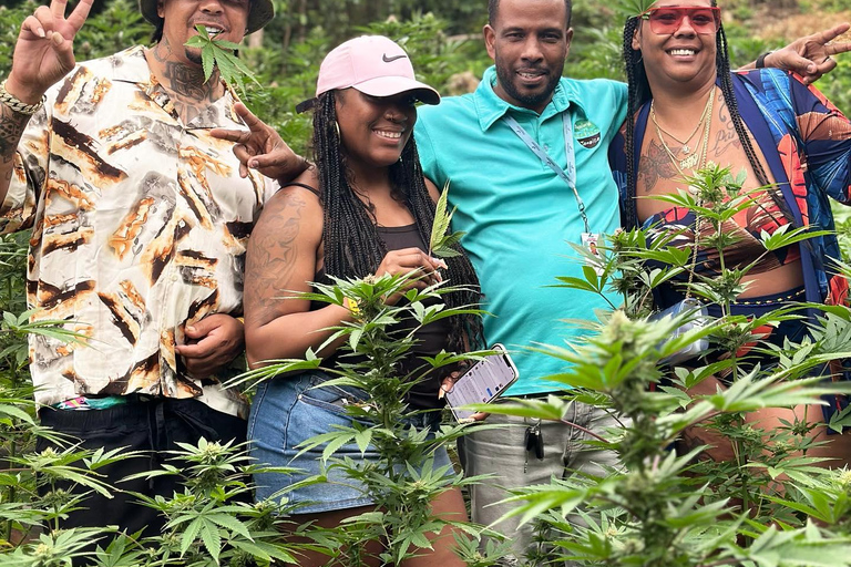 Jet Car Experience and Marijuana Farm in Montego Bay From Falmouth/ Trelawny