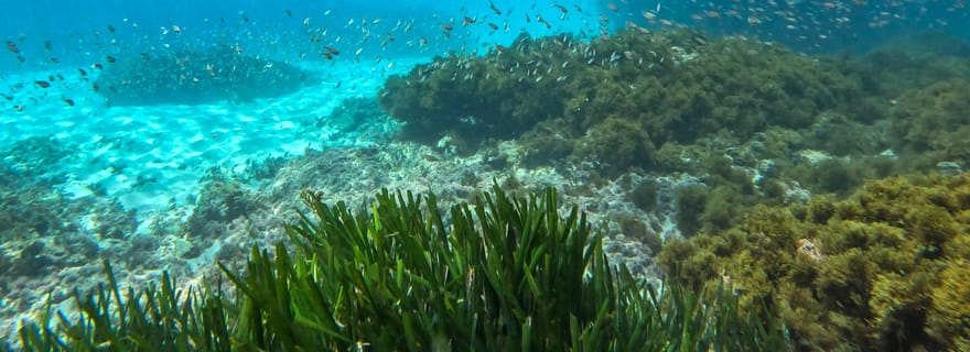 Nerja-Maro : Snorkeling et excursion en bateau à moteur avec scooters des mers