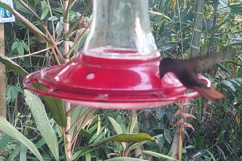 Tobago: Hummingbird Tour