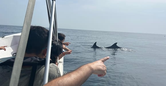 Olhão- Safari Watching Dolphins and other species
