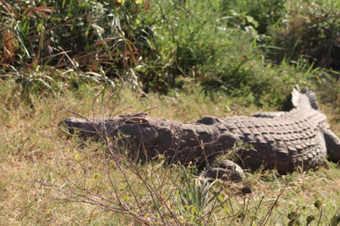 From Durban: Isimangaliso Hippo & Crocodile Boat Cruise