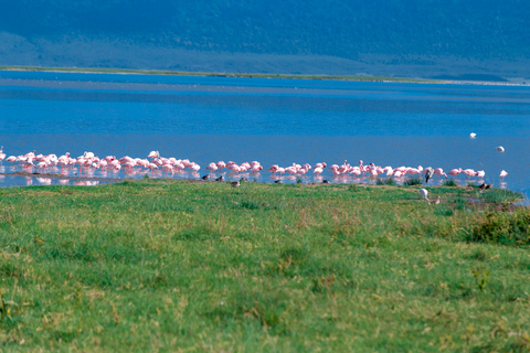 أروشا: رحلة سفاري لمشاهدة الطيور لمدة 3 أيام مع الإقامة والوجبات