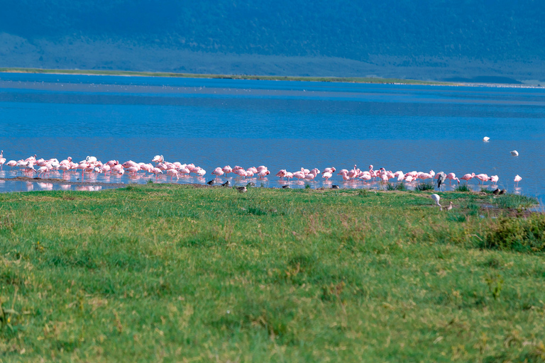 أروشا: رحلة سفاري لمشاهدة الطيور لمدة 3 أيام مع الإقامة والوجبات