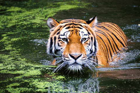 5-Daagse Gouden Driehoek Tour met Ranthambore TijgersafariMet 5 sterren hotels