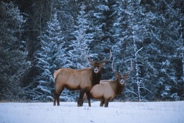 Banff: Winter Wilderness Walk with Wildlife Tracking - 2hrs