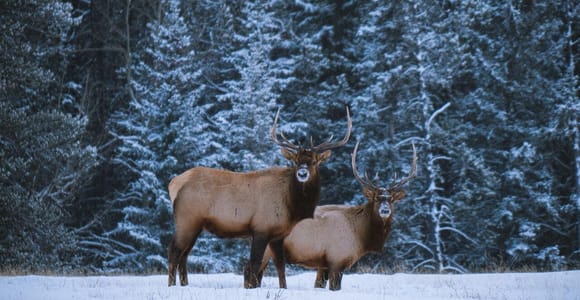 Banff: Winter Wilderness Walk with Wildlife Tracking - 2hrs