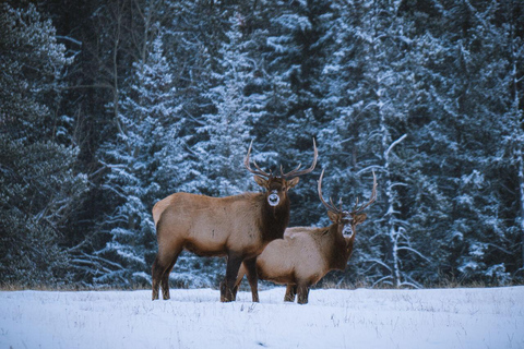 Banff : Randonnée hivernale en pleine nature avec suivi de la faune - 2 heures