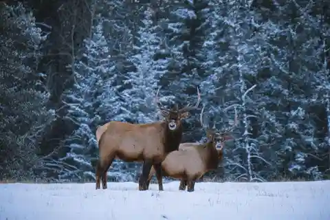 Banff: Winter Wilderness Walk with Wildlife Tracking - 2hrs