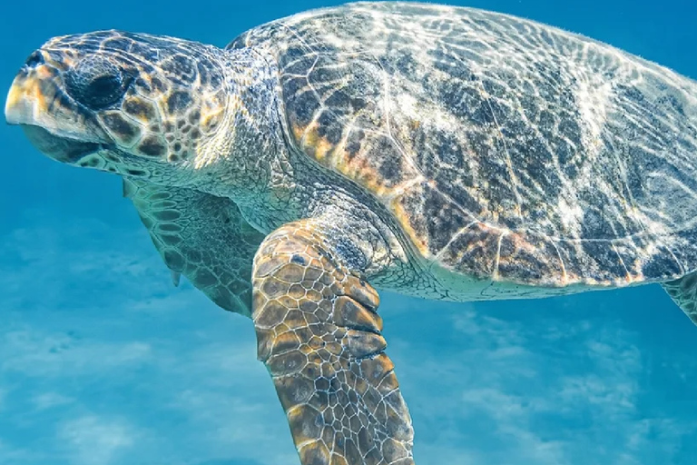 Zakynthos: VIP Glass Bottom Cruise – Sea Turtles & Caves