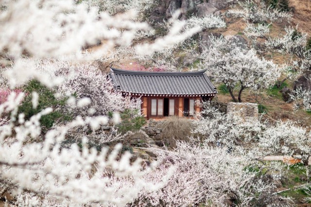 Visit Day trekking: Jeollanam-do, Gwangyang - 'Apricot flower' in Suncheon