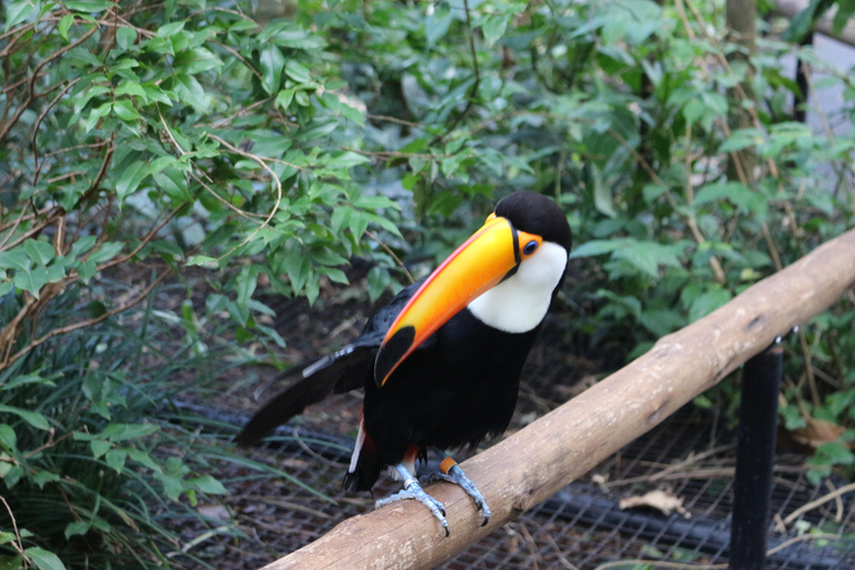 Private Premium Experience – Brazil Side of Iguazu Falls & Bird Park Premium Private Experience – Iguazu Falls Brazil & Bird Park